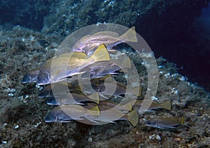 A school of Brown Meagre Sciaena umbra in the Mediterranean Sea