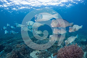 School of bumphead parrotfish Bolbometopon muricatum Swimming