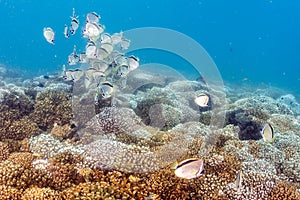 School of butterfly fish on corals