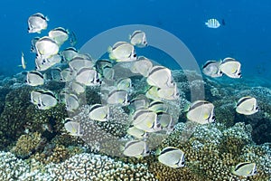 School of butterfly fish on corals