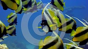 School of butterfly fish underwater on background coral in Red sea.