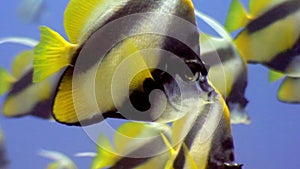 School of butterfly fish underwater on background marine landscape in Red sea.