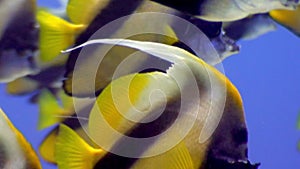 School of butterfly fish underwater on background marine landscape in Red sea.