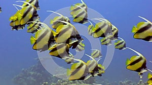 School of butterfly fish underwater on background marine landscape in Red sea.