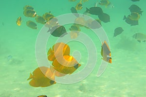 School of Butterfly Fishes over healthy reefs of Red Sea. Masked butterflyfish in blue waters of Red Sea. Chaetodon semilarvatus.