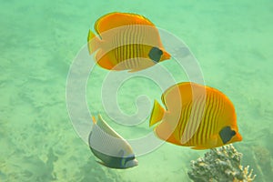 School of Butterfly Fishes over healthy reefs of Red Sea. Masked butterflyfish in blue waters of Red Sea. Chaetodon semilarvatus.