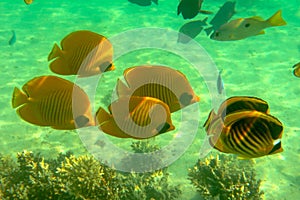 School of Butterfly Fishes over healthy reefs of Red Sea. Masked butterflyfish in blue waters of Red Sea. Chaetodon semilarvatus.