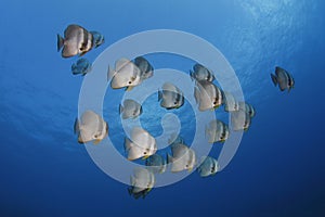 School of Butterflyfish