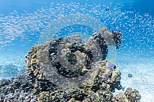 School of cardinalfish at Similan island photo