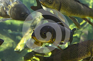 A school of carp fish