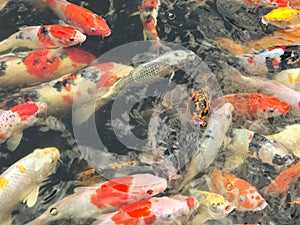 School of carp swimming freely and beautifully in the pond, economic fish.