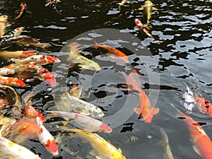 School of carp swimming freely and beautifully in the pond, economic fish