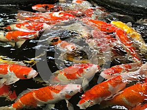 School of carp swimming freely and beautifully in the pond, economic fish.