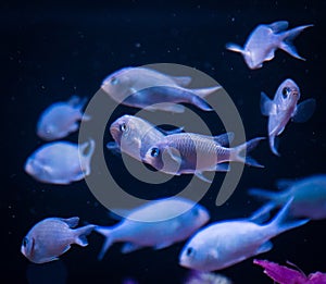 School of Chromis Damselfish Against Background