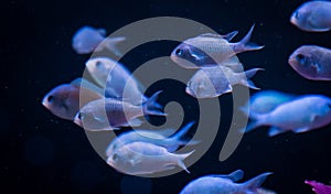 School of Chromis Damselfish Isolated Against Background