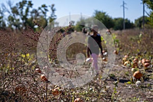 School Class field trip to a pumpkin patch in the fall