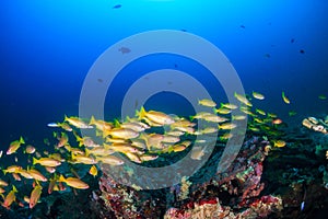 School of colorful blue stripe snapper on a tropical coral reef in Thailand`s Andaman Sea