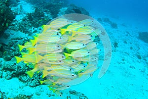 School of common bluestripe snappers photo