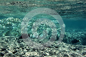 School of Convict Tang Fish