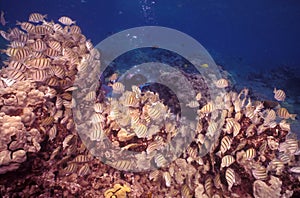 School of Convict Tang - Hanauma Bay photo