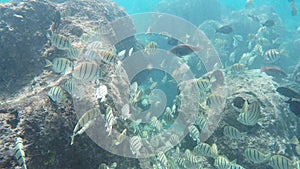 A school of convict tangs swim over the reef at hanauma bay