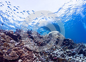 School of coral fish under boat.