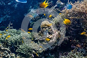 School of coral fishes in a shallow coral reef