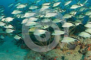 School of Cottonwick Grunts