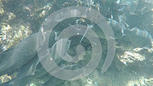 School of dusky chub at isla bartolome in the galapagos