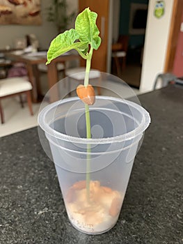 School experiment of a bean growing in a plastic cup with cotton. Germination Science.