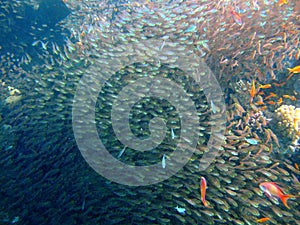 School of fish