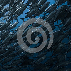 School of fish