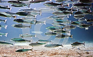 School of fish img