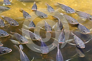 School of Fish