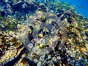 School of fish above a rock crevice