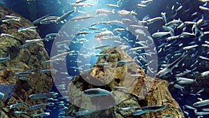 School of fish in the aquarium