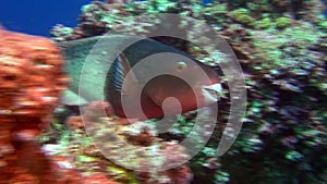 School of fish on background underwater corals in deep sea of Galapagos Islands.