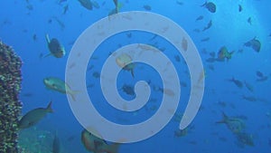 School of fish on background underwater landscape in sea of Galapagos Islands.