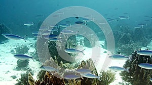 School of fish Blue fusilier in blue water -Red Sea, Egypt