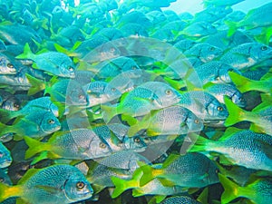 School of fish in the blue galapagos ecuador