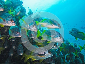 School of fish in the blue galapagos ecuador