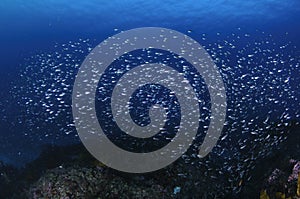 School of Fish in Blue Waters of Japan