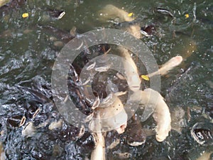 School of fish in the canal fighting to eat food from feeding by people