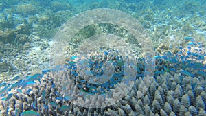 School of fish Chromis viridis on the Acropora coral closeup.