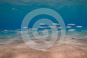 A school of fish in clear shallow water