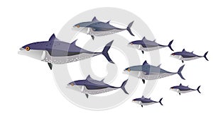 School of fish in color. Tuna of different sizes - vector illustration