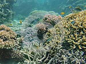 School of fish on the Great Barrier Reef