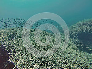 School of fish on the Great Barrier Reef