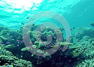 School of fish on the Great Barrier Reef