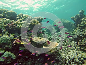 School of fish on the Great Barrier Reef